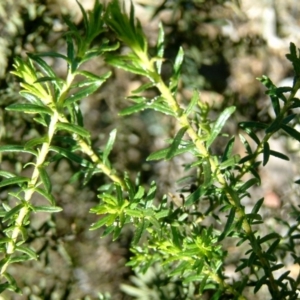 Olearia tenuifolia at Farrer, ACT - 8 Aug 2017