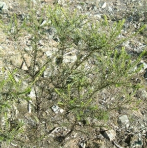 Olearia tenuifolia at Farrer, ACT - 8 Aug 2017