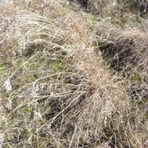 Themeda triandra at Boorowa, NSW - 14 Aug 2017