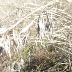 Themeda triandra at Boorowa, NSW - 14 Aug 2017