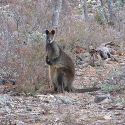 Wallabia bicolor (Swamp Wallaby) at Yass River, NSW - 12 Aug 2017 by MatthewFrawley