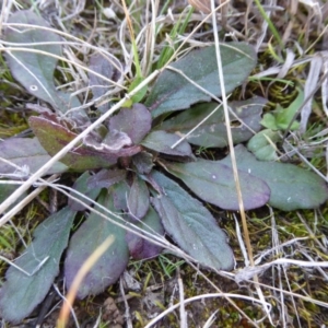 Ajuga australis at Boorowa, NSW - 14 Aug 2017 02:00 PM