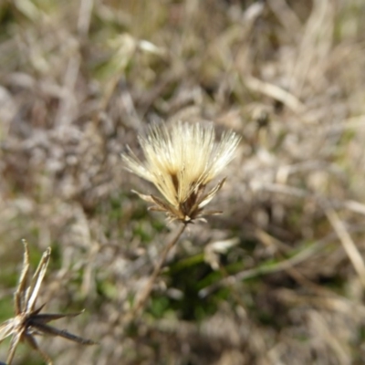 Vittadinia muelleri (Narrow-leafed New Holland Daisy) at Boorowa, NSW - 14 Aug 2017 by AndyRussell