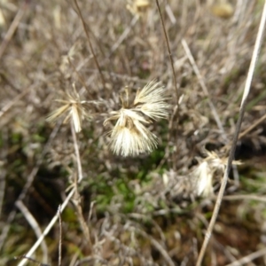 Vittadinia muelleri at Boorowa, NSW - 14 Aug 2017