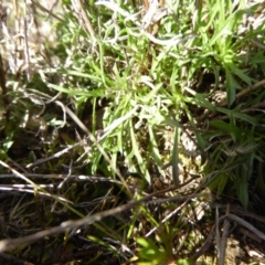 Vittadinia muelleri at Boorowa, NSW - 14 Aug 2017