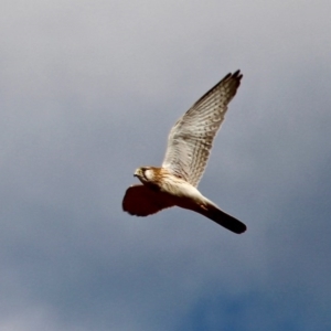 Falco cenchroides at Pambula, NSW - 13 Aug 2017