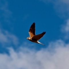 Falco cenchroides at Pambula, NSW - 13 Aug 2017 12:00 AM