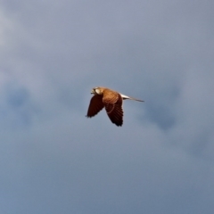 Falco cenchroides at Pambula, NSW - 13 Aug 2017 12:00 AM