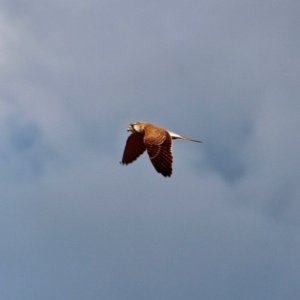 Falco cenchroides at Pambula, NSW - 13 Aug 2017
