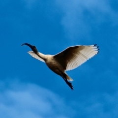 Threskiornis molucca (Australian White Ibis) at Panboola - 13 Aug 2017 by RossMannell