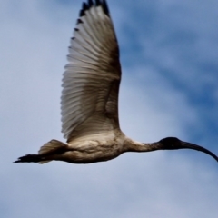 Threskiornis molucca at Pambula, NSW - 13 Aug 2017 02:03 PM