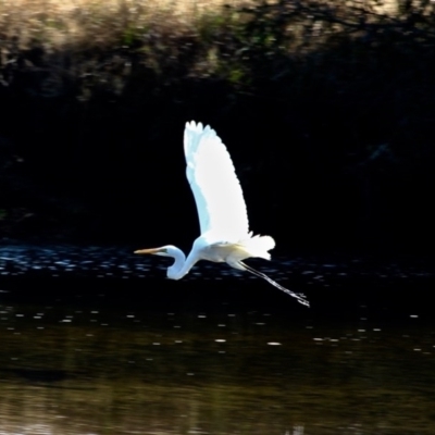 Ardea alba (Great Egret) at Pambula, NSW - 13 Aug 2017 by RossMannell