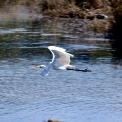 Ardea alba at Pambula, NSW - 13 Aug 2017