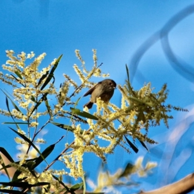 Acanthiza pusilla (Brown Thornbill) at Panboola - 13 Aug 2017 by RossMannell