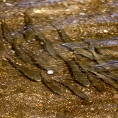 Unidentified at Greigs Flat, NSW - 13 Aug 2017 by RossMannell