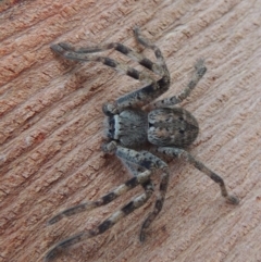 Isopeda sp. (genus) (Huntsman Spider) at Pollinator-friendly garden Conder - 28 Apr 2016 by michaelb