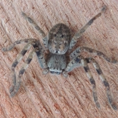 Isopeda sp. (genus) at Conder, ACT - 29 Apr 2016