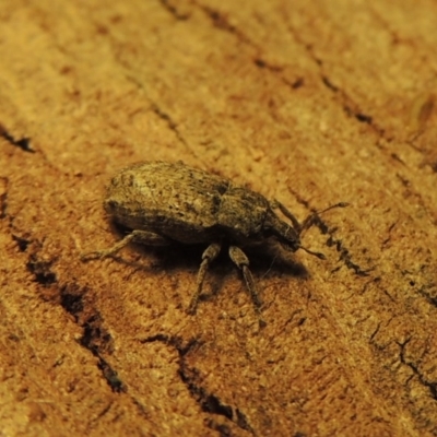 Listroderes difficilis (Vegetable weevil) at Conder, ACT - 5 Jun 2016 by michaelb