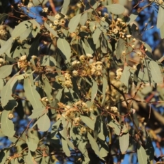 Eucalyptus polyanthemos (Red Box) at Pollinator-friendly garden Conder - 17 Aug 2016 by michaelb