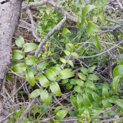 Asparagus asparagoides (Bridal Creeper, Florist's Smilax) at Mount Ainslie - 15 Aug 2017 by ACTBioSecurity