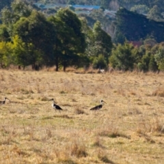 Threskiornis spinicollis (Straw-necked Ibis) at Pambula, NSW - 13 Aug 2017 by RossMannell