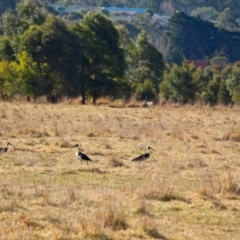 Threskiornis spinicollis (Straw-necked Ibis) at Panboola - 13 Aug 2017 by RossMannell