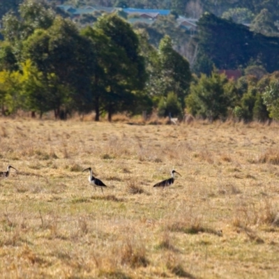 Threskiornis spinicollis (Straw-necked Ibis) at Pambula, NSW - 13 Aug 2017 by RossMannell