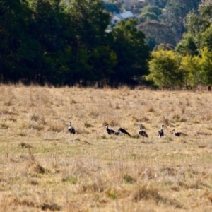 Threskiornis spinicollis at Pambula, NSW - 13 Aug 2017 02:59 PM