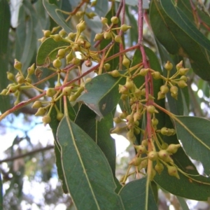 Eucalyptus camaldulensis subsp. camaldulensis at Yass River, NSW - 13 Aug 2017