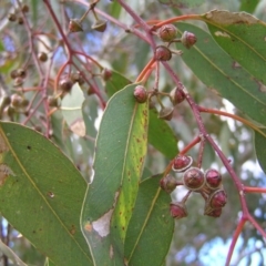 Eucalyptus camaldulensis subsp. camaldulensis at Yass River, NSW - 13 Aug 2017