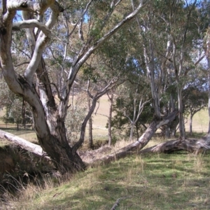 Eucalyptus camaldulensis subsp. camaldulensis at Yass River, NSW - 13 Aug 2017