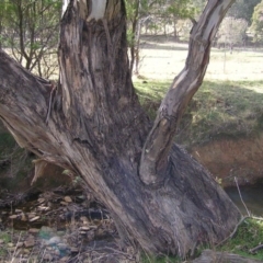 Eucalyptus camaldulensis subsp. camaldulensis at Yass River, NSW - 13 Aug 2017