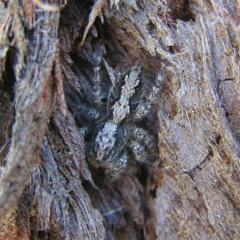 Clynotis severus at Yass River, NSW - 13 Aug 2017