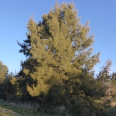 Casuarina cunninghamiana subsp. cunninghamiana (River She-Oak, River Oak) at Giralang Wetlands - 23 Jul 2017 by JanetRussell