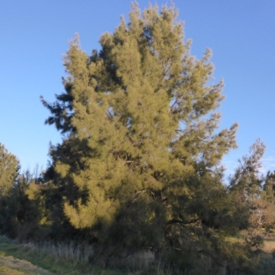Casuarina cunninghamiana subsp. cunninghamiana (River She-Oak, River Oak) at Lake Ginninderra - 23 Jul 2017 by JanetRussell