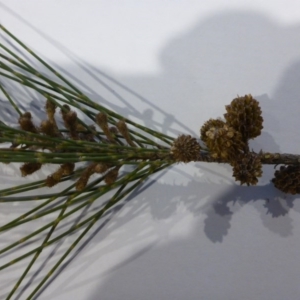 Casuarina cunninghamiana subsp. cunninghamiana at Giralang, ACT - 23 Jul 2017