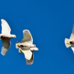 Cacatua sanguinea at Bega, NSW - 16 Aug 2017