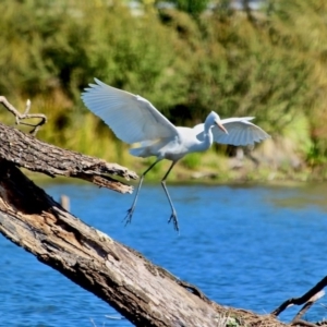 Ardea alba at Bega, NSW - 16 Aug 2017