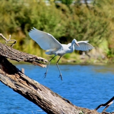 Ardea alba (Great Egret) at Bega, NSW - 16 Aug 2017 by RossMannell