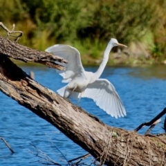 Ardea alba at Bega, NSW - 16 Aug 2017