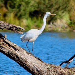 Ardea alba at Bega, NSW - 16 Aug 2017