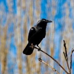 Corvus coronoides (Australian Raven) at Bega, NSW - 16 Aug 2017 by RossMannell