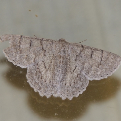 Crypsiphona ocultaria (Red-lined Looper Moth) at Pollinator-friendly garden Conder - 12 Mar 2015 by michaelb