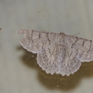 Crypsiphona ocultaria at Conder, ACT - 12 Mar 2015 10:12 PM