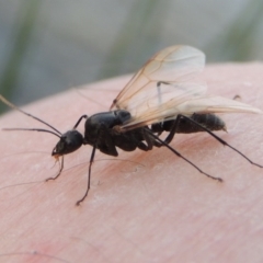 Camponotus sp. (genus) (A sugar ant) at Bonython, ACT - 25 Oct 2015 by michaelb