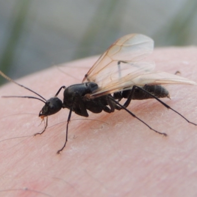 Camponotus sp. (genus) (A sugar ant) at Bonython, ACT - 25 Oct 2015 by michaelb