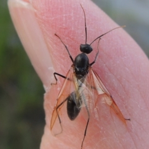 Camponotus sp. (genus) at Bonython, ACT - 25 Oct 2015