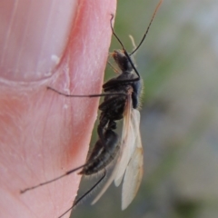 Camponotus sp. (genus) at Bonython, ACT - 25 Oct 2015