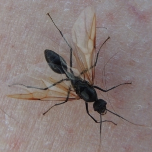 Camponotus sp. (genus) at Bonython, ACT - 25 Oct 2015