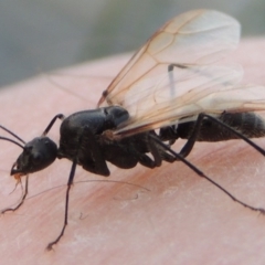 Camponotus sp. (genus) at Bonython, ACT - 25 Oct 2015